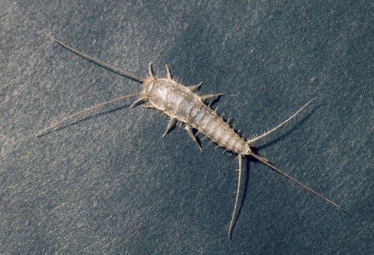 Silverfish — identification photo